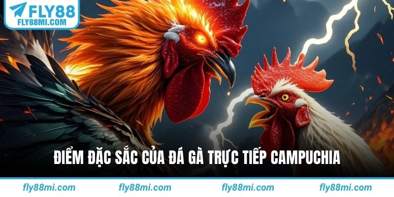 Điểm đặc sắc của đá gà trực tiếp campuchia