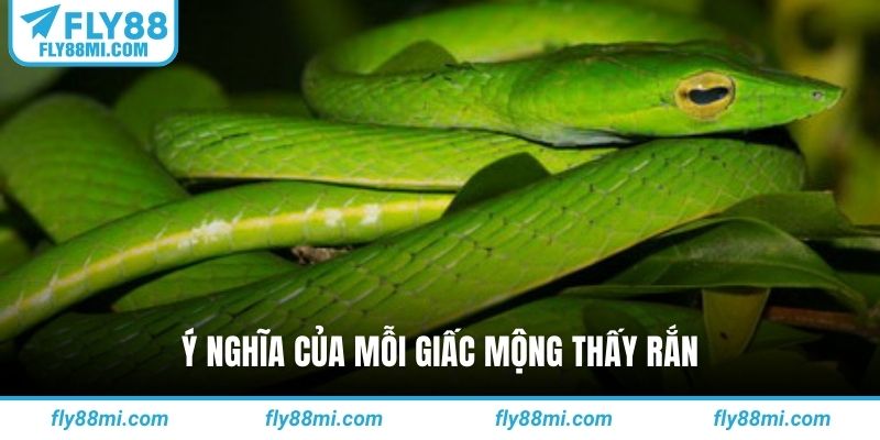 Ý nghĩa của mỗi giấc mộng thấy rắn