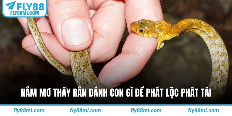 Nằm mơ thấy rắn đánh con gì để phát lộc phát tài