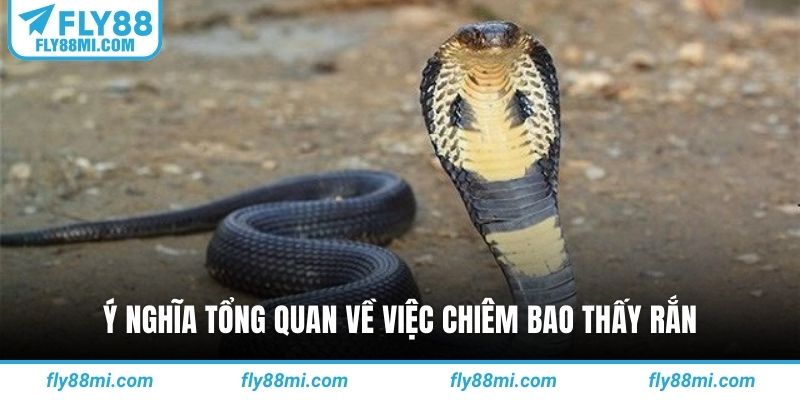 Ý nghĩa tổng quan về việc chiêm bao thấy rắn
